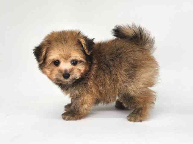 大阪府のハーフ犬・ミックス犬 (ひごペットフレンドリー泉ヶ丘店/2025年9月18日生まれ/男の子/オレンジ)の子犬の3枚目の画像