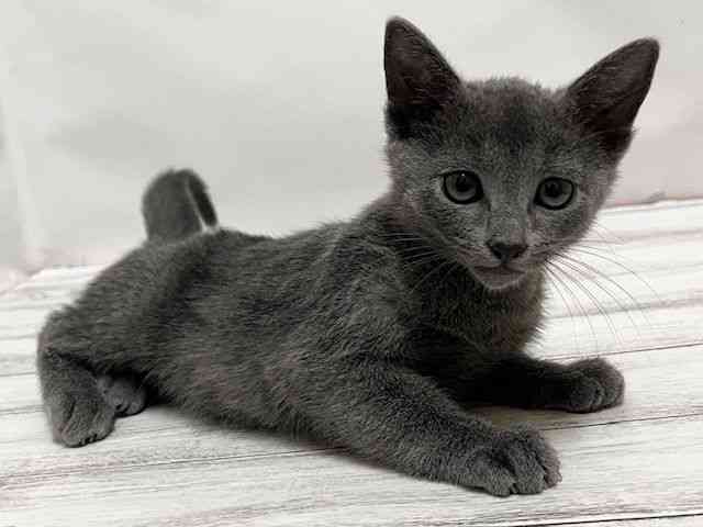 和歌山県のロシアンブルー (ひごペットフレンドリーパームシティ和歌山店/2025年9月15日生まれ/男の子/ブルー)の子猫の3枚目の画像