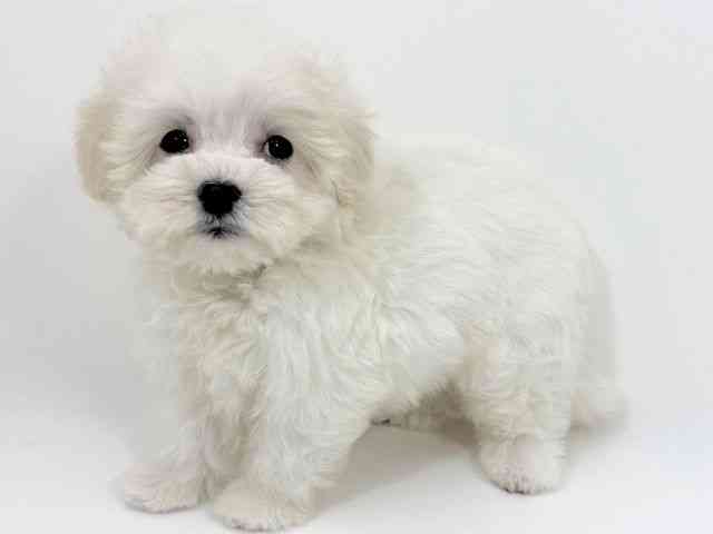 京都府のマルプー(マルチーズ×プードル) (ひごペットフレンドリーイズミヤショッピングセンター八幡店/2025年9月18日生まれ/女の子/ホワイト)の子犬の3枚目の画像