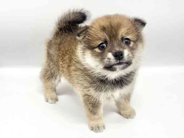 大阪府のポメ柴/豆ポメ/ポメ豆柴(ポメラニアン×柴犬) (ひごペットフレンドリーイオンタウン豊中庄内店/2025年9月18日生まれ/女の子/赤)の子犬の3枚目の画像