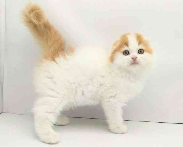 兵庫県のスコティッシュフォールド (ひごペットフレンドリークラウンパーク伊丹店/2025年9月21日生まれ/女の子/レッドタビーホワイト)の子猫の3枚目の画像