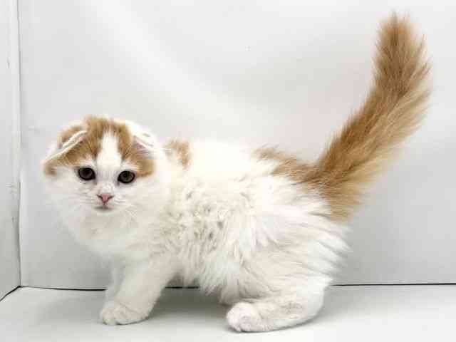 兵庫県のスコティッシュフォールド (ひごペットフレンドリークラウンパーク伊丹店/2025年9月21日生まれ/女の子/レッドタビーホワイト)の子猫の3枚目の画像