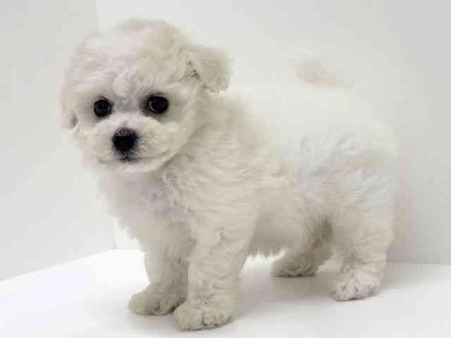 大阪府のビションフリーゼ (ひごペットフレンドリーくずはモール店/2025年9月20日生まれ/女の子/ホワイト)の子犬の3枚目の画像