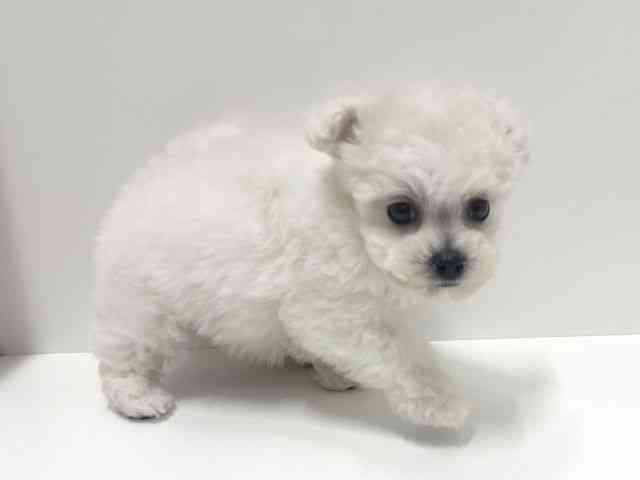 愛知県のビションフリーゼ (ひごペットフレンドリーららぽーと名古屋みなとアクルス店/2025年9月20日生まれ/男の子/ホワイト)の子犬の3枚目の画像