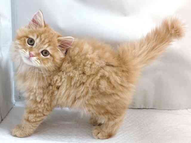 大阪府のスコティッシュフォールド (ひごペットフレンドリー堺プラットプラット店/2025年9月18日生まれ/男の子/レッドマッカレルタビー)の子猫の3枚目の画像