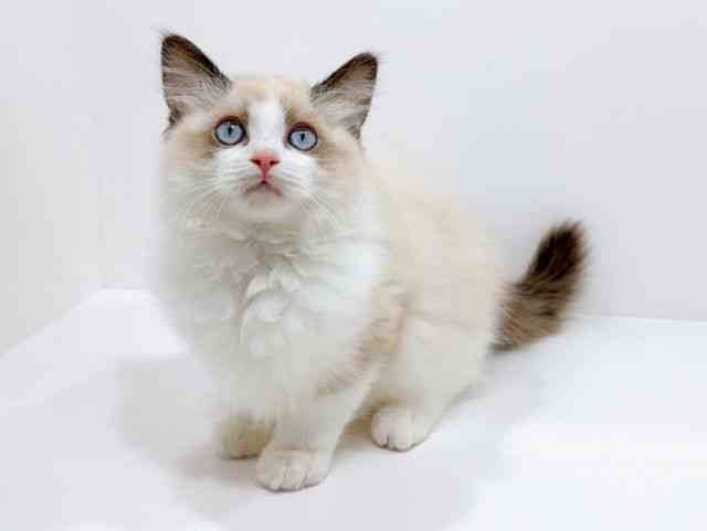 広島県のラグドール (ひごペットフレンドリーフジグラン神辺店/2025年9月21日生まれ/男の子/シールポイントバイカラー)の子猫の3枚目の画像