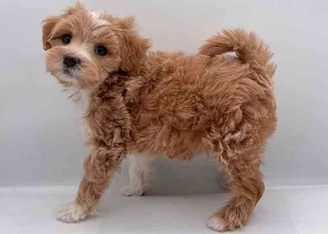 島根県のハーフ犬・ミックス犬 (ひごペットフレンドリーイオン松江ショッピングセンター店/2025年9月18日生まれ/男の子/アプリコット)の子犬の3枚目の画像