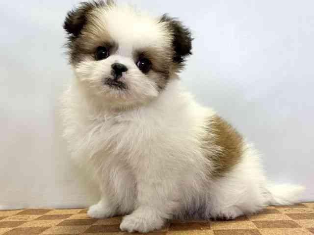 愛媛県のポメズー/ポメシーズ(ポメラニアン×シーズー) (ひごペットフレンドリーエミフルMASAKI店/2025年9月21日生まれ/女の子/ホワイトゴールド)の子犬の3枚目の画像