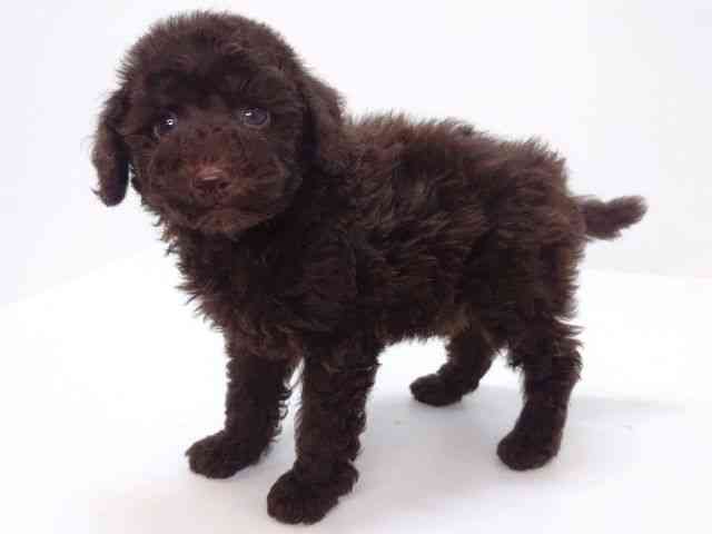 大阪府のトイプードル(トイ) (ひごペットフレンドリーいこらもーる泉佐野店/2025年9月18日生まれ/男の子/ブラウン)の子犬の3枚目の画像