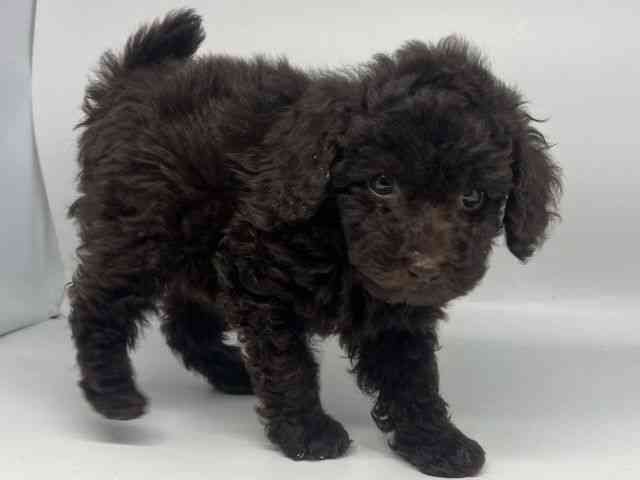 徳島県のトイプードル(トイ) (ひごペットフレンドリーゆめタウン徳島店/2025年9月18日生まれ/男の子/ブラウン)の子犬の3枚目の画像