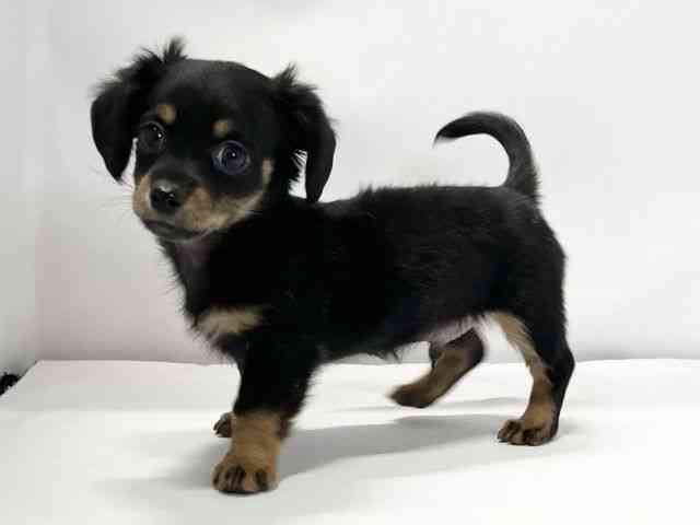 愛媛県のチワックス(チワワ×ダックス) (ひごペットフレンドリーイオンモール今治新都市店/2025年9月18日生まれ/男の子/ブラックタン)の子犬の3枚目の画像