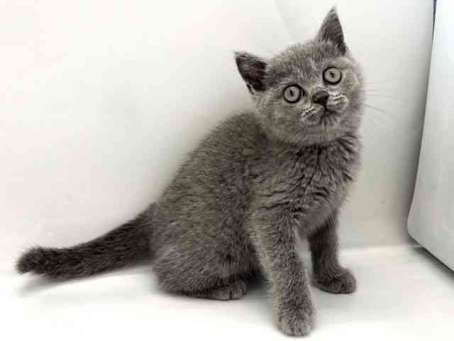 京都府のブリティッシュショートヘアー (ひごペットフレンドリー京都店/2025年9月19日生まれ/女の子/ブルー)の子猫の3枚目の画像