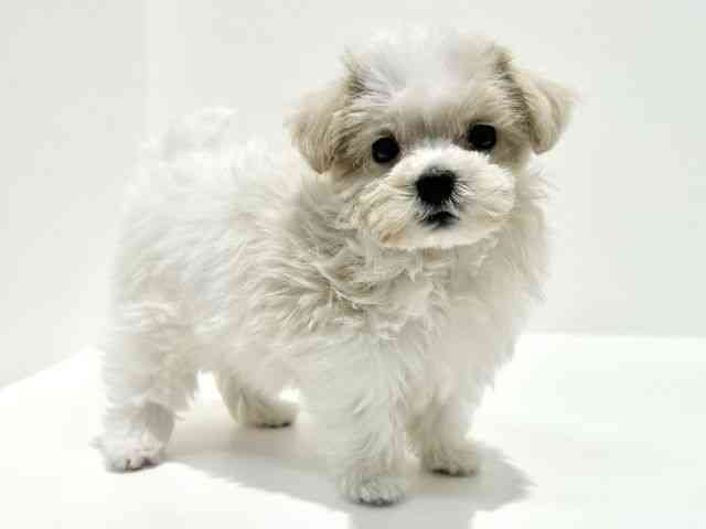 大阪府のマルプー(マルチーズ×プードル) (ひごペットフレンドリーイオン高槻店/2025年9月21日生まれ/男の子/ホワイト)の子犬の3枚目の画像