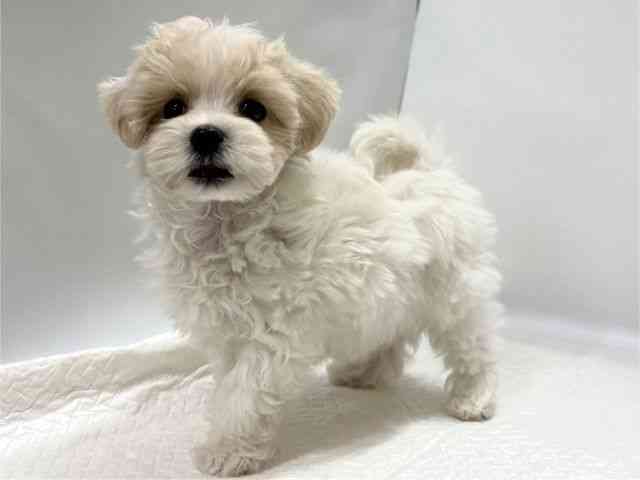 高知県のマルプー(マルチーズ×プードル) (ひごペットフレンドリーイオンモール高知店/2025年9月18日生まれ/男の子/ホワイト)の子犬の3枚目の画像