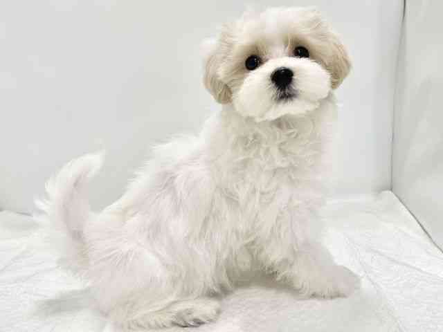 高知県のマルプー(マルチーズ×プードル) (ひごペットフレンドリーイオンモール高知店/2025年9月18日生まれ/男の子/ホワイト)の子犬の3枚目の画像