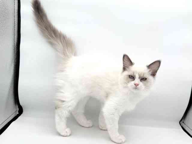 大阪府のラグドール (ひごペットフレンドリーイオンそよら海老江店/2025年8月12日生まれ/女の子/ブルーポイントバイカラー)の子猫の3枚目の画像