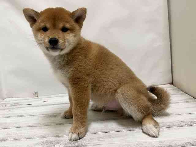 広島県の柴犬(標準サイズ) (ひごペットフレンドリーフジグラン神辺店/2025年9月14日生まれ/男の子/赤)の子犬の3枚目の画像