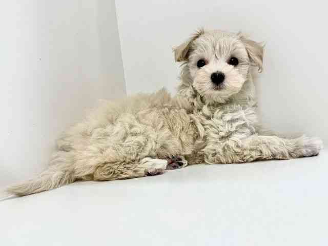 奈良県のマルプー(マルチーズ×プードル) (ひごペットフレンドリーイオンモール橿原ウエスト・ビレッジ店/2025年9月22日生まれ/女の子/アプリコット)の子犬の3枚目の画像