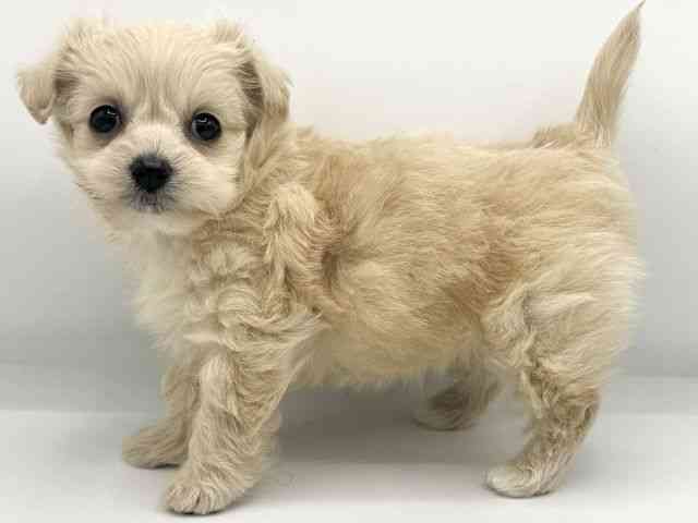 大阪府のチワプー/プーチー(チワワ×プードル) (ひごペットフレンドリーららぽーとEXPOCITY店/2025年9月21日生まれ/女の子/クリーム)の子犬の3枚目の画像