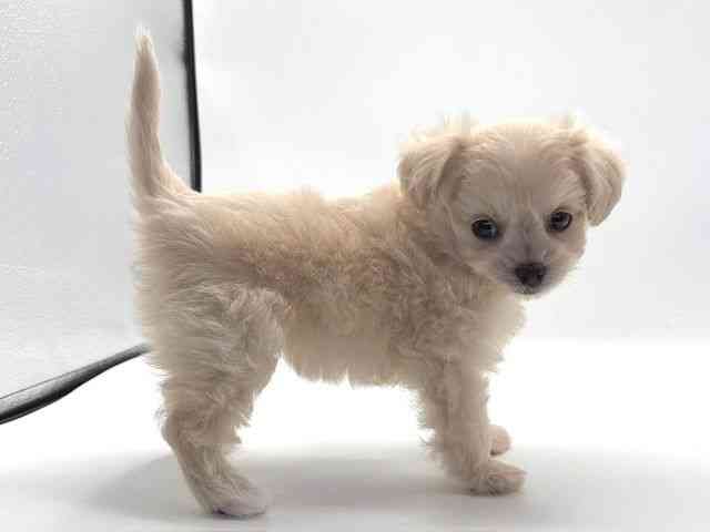 愛知県のチワプー/プーチー(チワワ×プードル) (ひごペットフレンドリープライムツリー赤池店/2025年9月21日生まれ/女の子/クリーム)の子犬の3枚目の画像