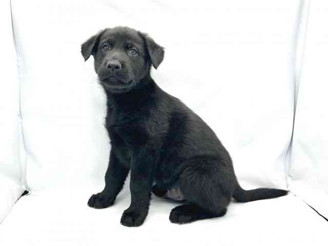 大阪府のハーフ犬・ミックス犬 (ひごペットフレンドリーイトーヨーカドー津久野店/2025年9月20日生まれ/男の子/ブラック)の子犬の3枚目の画像