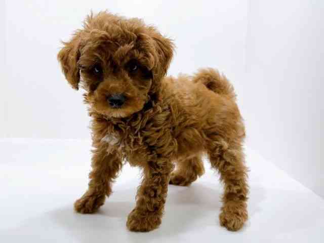 島根県のトイプードル(トイ) (ひごペットフレンドリーイオン松江ショッピングセンター店/2025年9月21日生まれ/男の子/レッド)の子犬の3枚目の画像