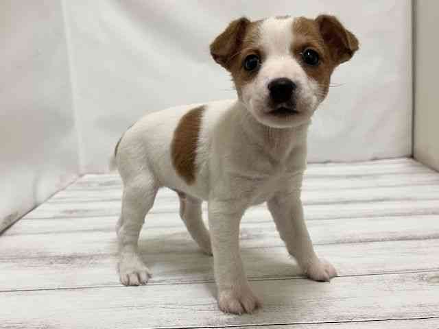 広島県のジャックラッセルテリア (ひごペットフレンドリーフジグラン神辺店/2025年9月14日生まれ/男の子/ホワイトタン)の子犬の3枚目の画像