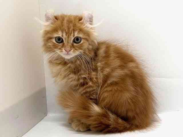 大阪府のキンカロー (ひごペットフレンドリーアクロスプラザ住之江店/2025年9月18日生まれ/男の子/レッドタビー)の子猫の3枚目の画像