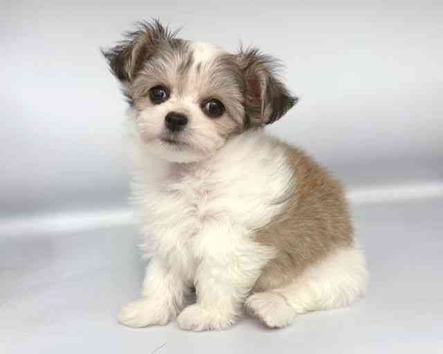 大阪府のチワマル/マルチワ(チワワ×マルチーズ) (ひごペットフレンドリー岸和田店/2025年9月20日生まれ/男の子/パーティーカラー)の子犬の3枚目の画像