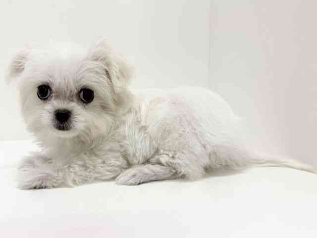 大阪府のチワマル/マルチワ(チワワ×マルチーズ) (ひごペットフレンドリーくずはモール店/2025年9月20日生まれ/女の子/ホワイトクリーム)の子犬の3枚目の画像