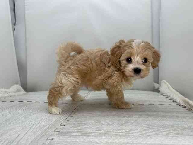 広島県のマルプー(マルチーズ×プードル) (ひごペットフレンドリーフジグラン神辺店/2025年9月19日生まれ/男の子/アプリコット)の子犬の3枚目の画像