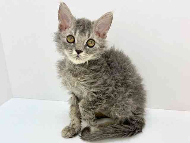 大阪府のセルカークレックス (ひごペットフレンドリーいこらもーる泉佐野店/2025年9月18日生まれ/男の子/ブルー)の子猫の3枚目の画像