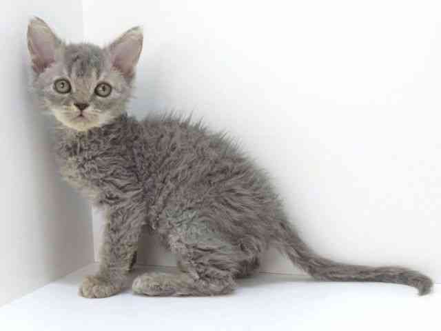 大阪府のセルカークレックス (ひごペットフレンドリーいこらもーる泉佐野店/2025年9月18日生まれ/男の子/ブルー)の子猫の3枚目の画像