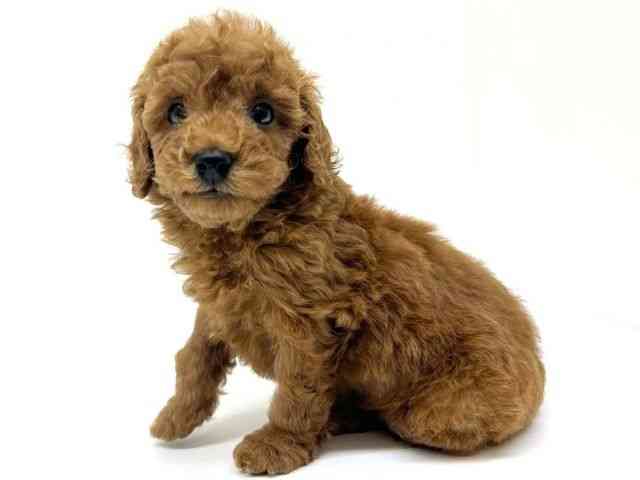 兵庫県のトイプードル(トイ) (ひごペットフレンドリーブルメールHAT神戸店/2025年9月19日生まれ/男の子/レッド)の子犬の3枚目の画像