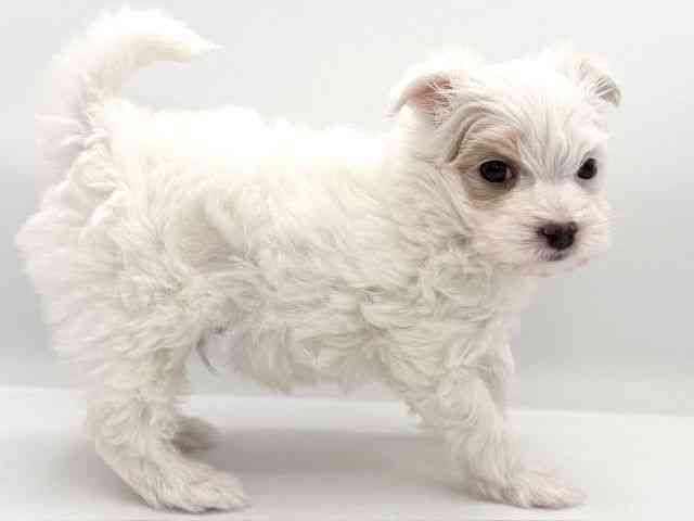 大阪府のマルプー(マルチーズ×プードル) (ひごペットフレンドリーイオンそよら海老江店/2025年9月21日生まれ/男の子/ホワイト)の子犬の3枚目の画像