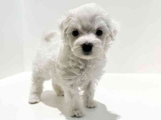 大阪府のマルプー(マルチーズ×プードル) (ひごペットフレンドリーイオン高槻店/2025年9月21日生まれ/女の子/ホワイト)の子犬の3枚目の画像