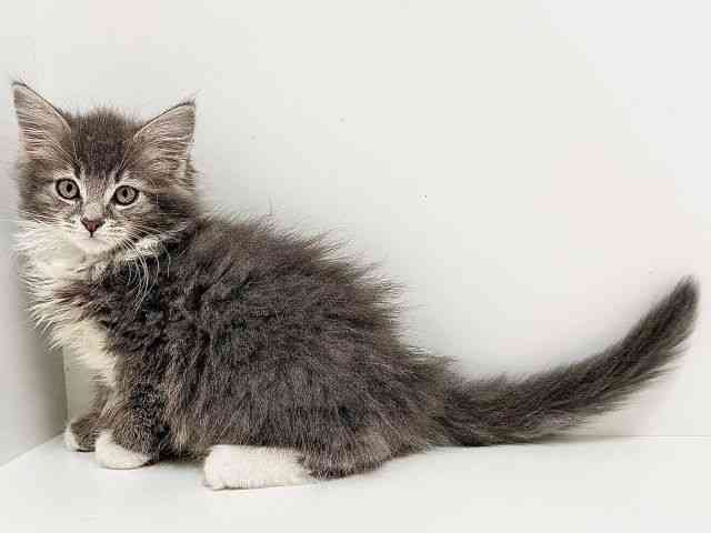 奈良県のメインクーン (ひごペットフレンドリーイオンモール橿原ウエスト・ビレッジ店/2025年9月4日生まれ/男の子/ブルータビーホワイト)の子猫の3枚目の画像