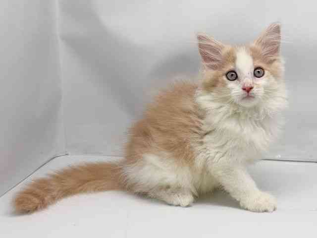 京都府のメインクーン (ひごペットフレンドリー洛北阪急スクエア店/2025年9月4日生まれ/女の子/クリームホワイト)の子猫の3枚目の画像