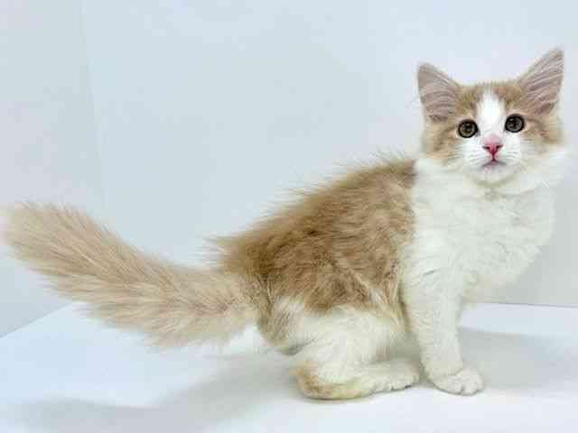 大阪府のメインクーン (ひごペットフレンドリーいこらもーる泉佐野店/2025年9月4日生まれ/女の子/クリームホワイト)の子猫の3枚目の画像