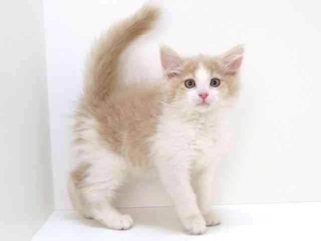 大阪府のメインクーン (ひごペットフレンドリーいこらもーる泉佐野店/2025年9月4日生まれ/女の子/クリームホワイト)の子猫の3枚目の画像