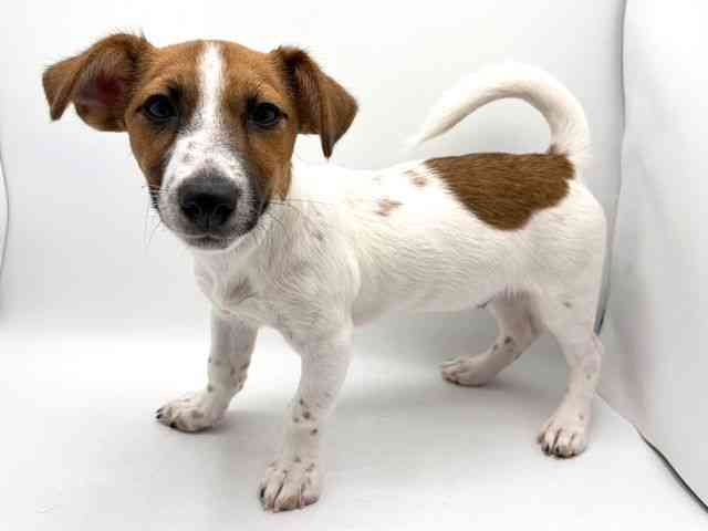 奈良県のジャックラッセルテリア (ひごペットフレンドリー田原本店/2025年9月18日生まれ/男の子/タンホワイト)の子犬の3枚目の画像