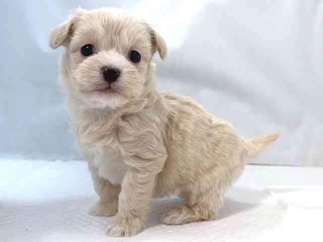 大阪府のハーフ犬・ミックス犬 (ひごペットフレンドリー堺プラットプラット店/2025年9月21日生まれ/男の子/ホワイト)の子犬の3枚目の画像