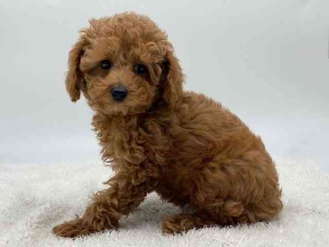 島根県のトイプードル(トイ) (ひごペットフレンドリーイオンモール出雲店/2025年9月18日生まれ/男の子/レッド)の子犬の3枚目の画像