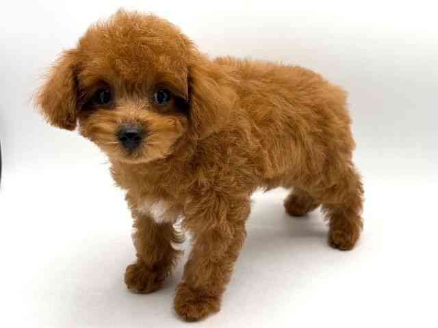 奈良県のトイプードル(トイ) (ひごペットフレンドリー田原本店/2025年9月15日生まれ/男の子/レッド)の子犬の3枚目の画像