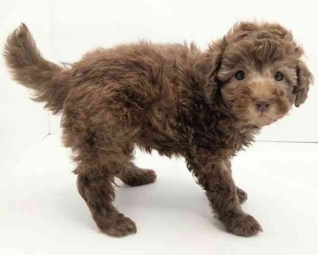 兵庫県のトイプードル(トイ) (ひごペットフレンドリークラウンパーク伊丹店/2025年9月20日生まれ/女の子/ブラウン)の子犬の3枚目の画像