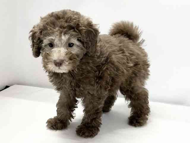 愛媛県のトイプードル(トイ) (ひごペットフレンドリーイオンモール今治新都市店/2025年9月20日生まれ/女の子/ブラウン)の子犬の3枚目の画像