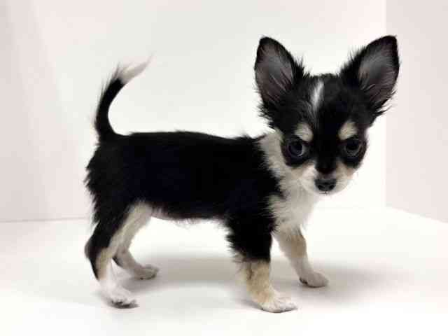 愛知県のチワワ(ロング) (ひごペットフレンドリーイトーヨーカドー知多店/2025年8月30日生まれ/女の子/ブラックタンホワイト)の子犬の3枚目の画像