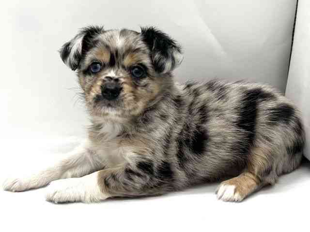 京都府のチワックス(チワワ×ダックス) (ひごペットフレンドリー京都店/2025年9月20日生まれ/女の子/シルバーダップル)の子犬の3枚目の画像