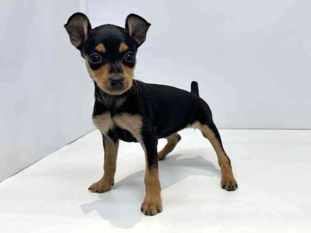 大阪府のミニチュアピンシャー (ひごペットフレンドリーセブンパーク天美店/2025年9月19日生まれ/女の子/ブラックタン)の子犬の3枚目の画像