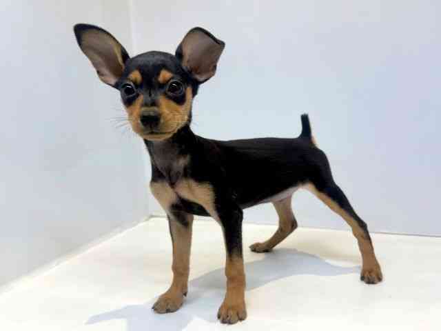 大阪府のミニチュアピンシャー (ひごペットフレンドリーセブンパーク天美店/2025年9月19日生まれ/女の子/ブラックタン)の子犬の3枚目の画像